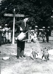 Le gardien, Ernie Sceales, donne une douche à trois pingouins avec un arrosoir, Zoo de Londres, 1919 - Frederick William Bond